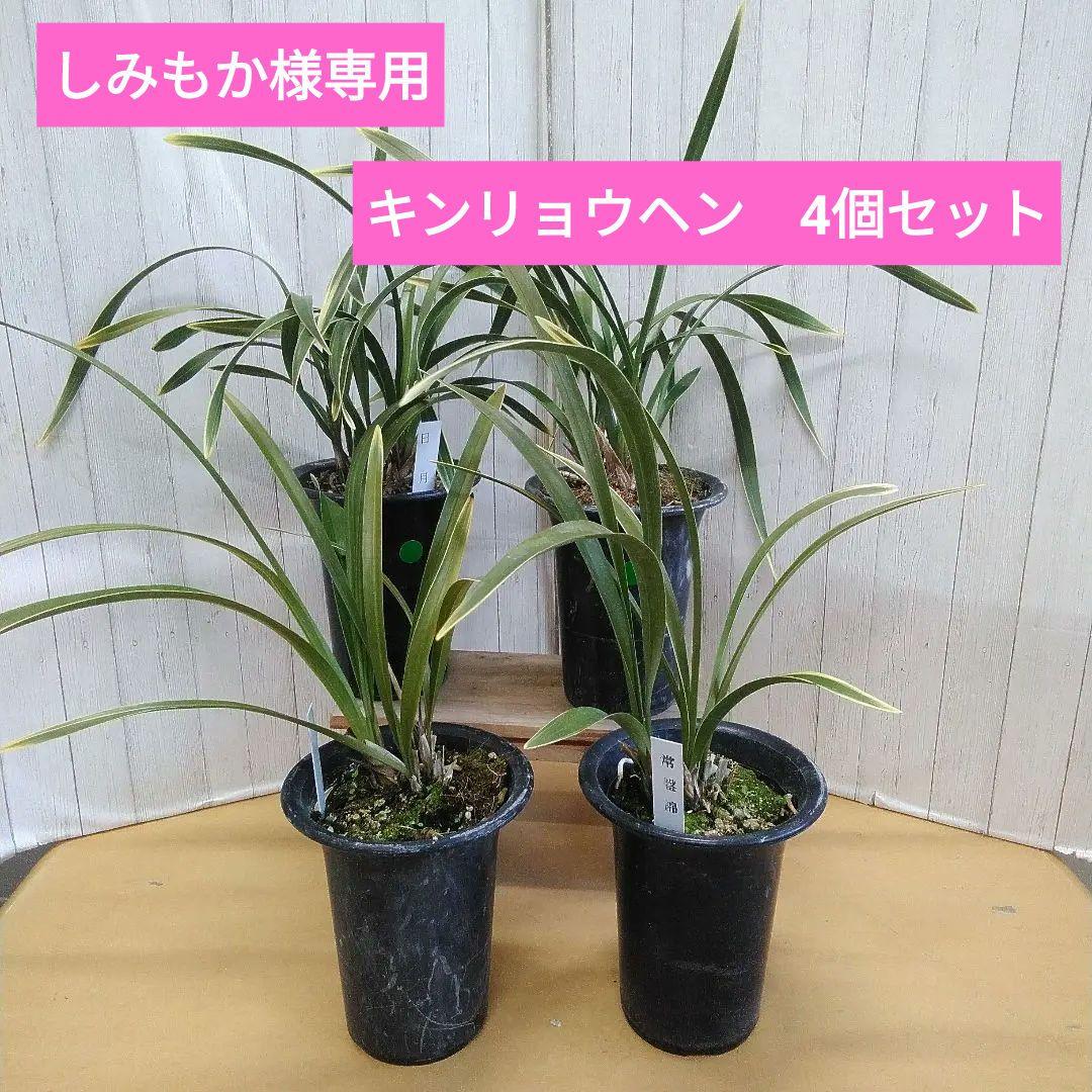 しみもか　キンリョウヘン　日月　常盤錦　花芽付　4号鉢　４個セット