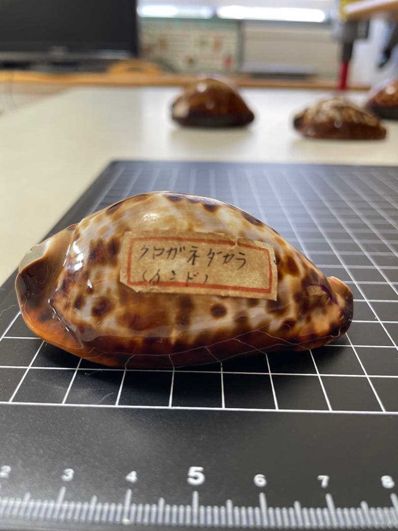クロガネダカラ　貝殻　標本