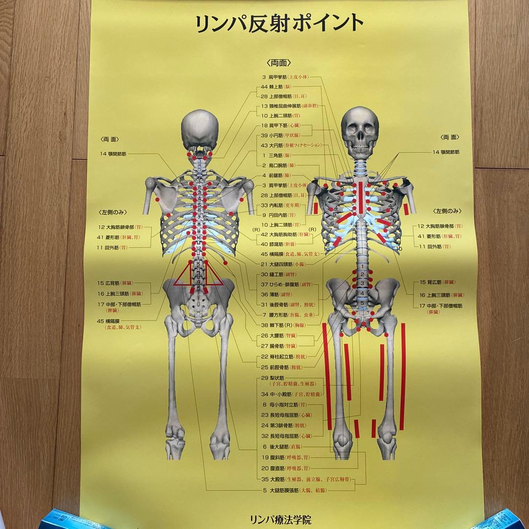 リンパ療法学院　リンパ反射ポイント