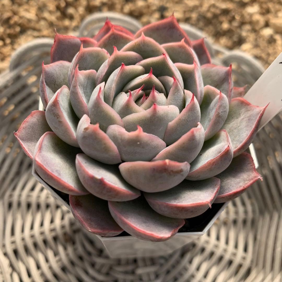 miyaさん苗　命名株交配　しずく×つむぎ　札付き