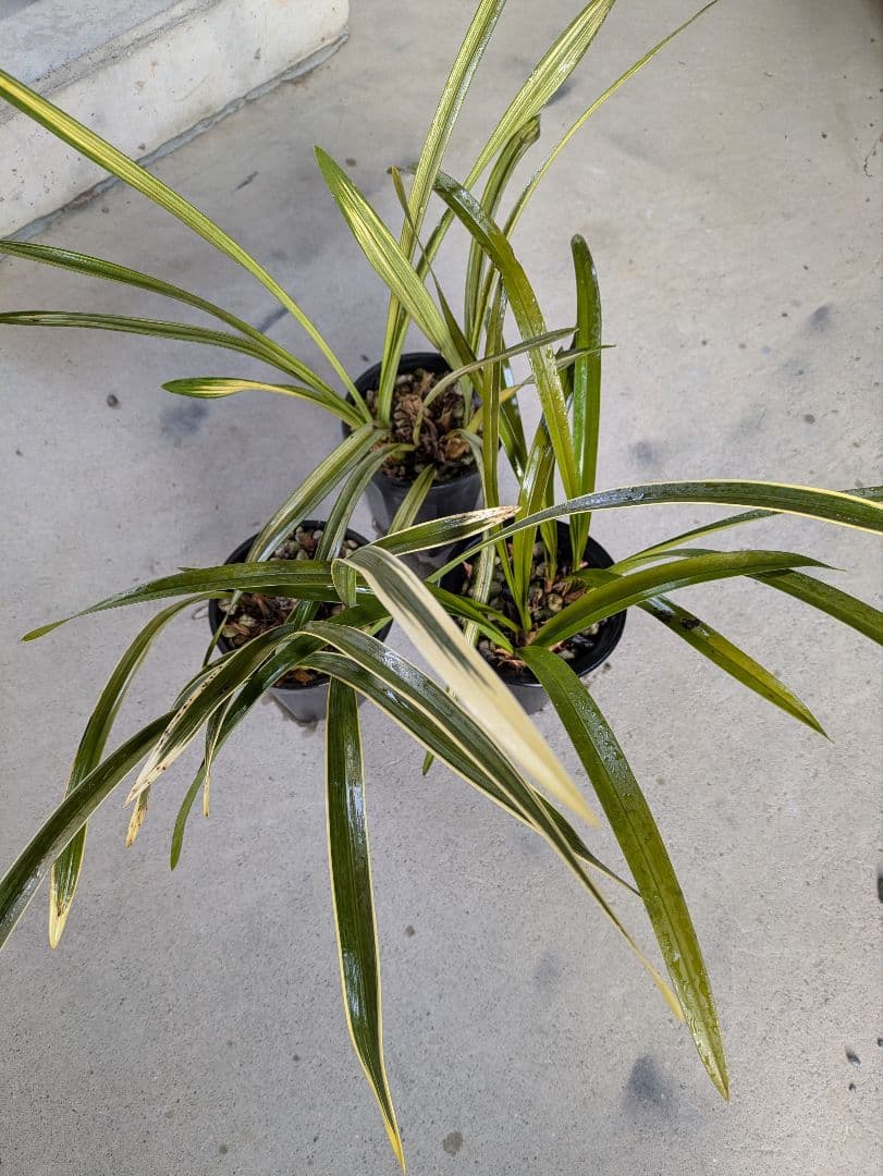 キンリョウヘン　赤花2鉢白花1鉢合計３鉢　日本蜜蜂　誘引