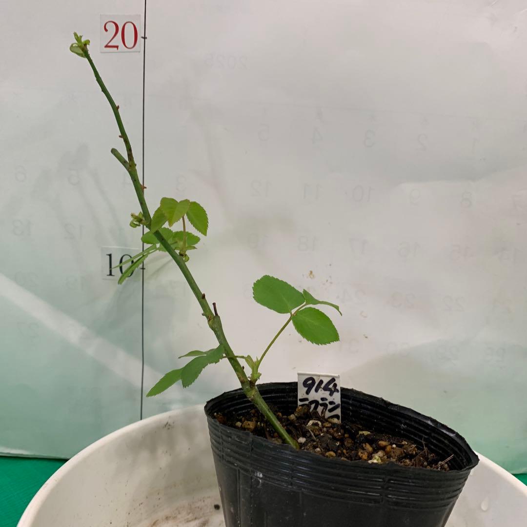 バラ 挿木苗 No.939 ラフランス 強香 ゆうパケットポストで発送 - メルカリ