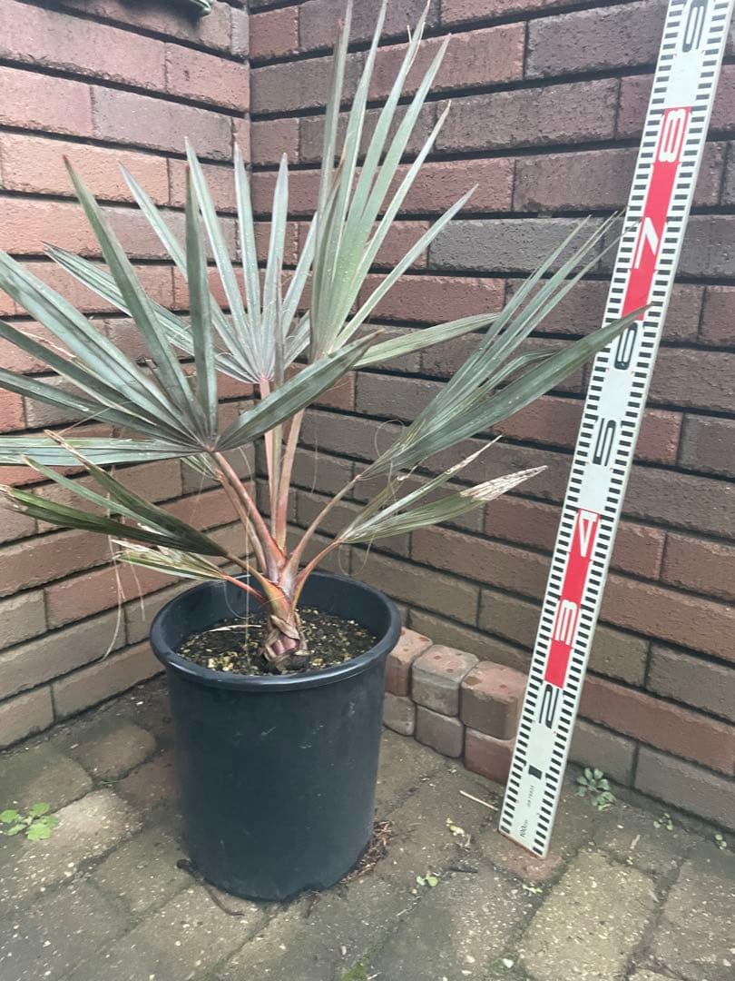 ビスマルキア　あ