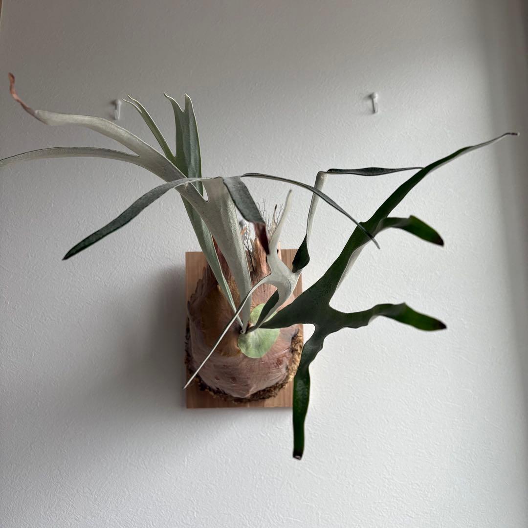 S*i様 親株P.veitchii vp由来　ビカクシダ　コウモリラン　ベイチー ベイチー♡ 3.5号苗♡コウモリラン♡ビカクシダ♡♡観葉植物♡吊り下げ