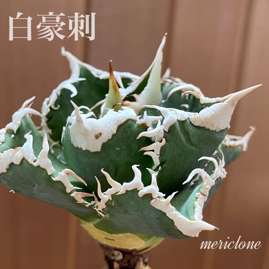 【初売り】57 匿名配送　選抜　太棘　特選　アガベ　チタノタ　白豪刺TC ①