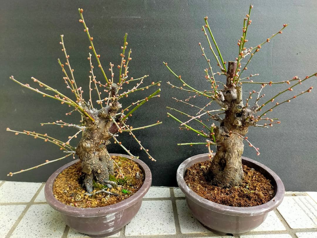 美品✨お買い得 ぷりん様専用 梅 思いのまま 盆栽 2本 ぷりん様