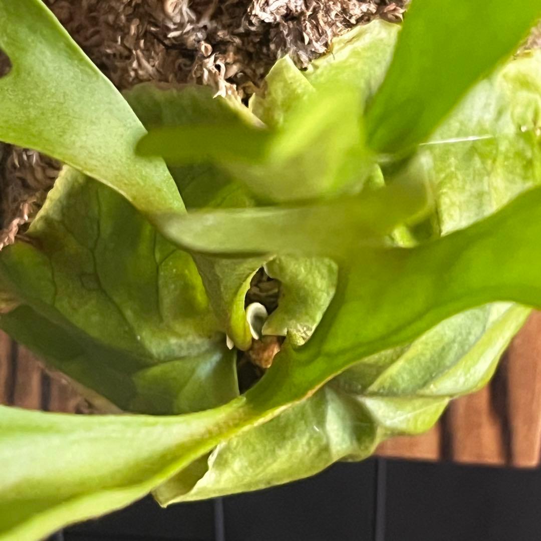 RI10)ビカクシダ・リドレイシンフォーム 細葉 板付け - メルカリ