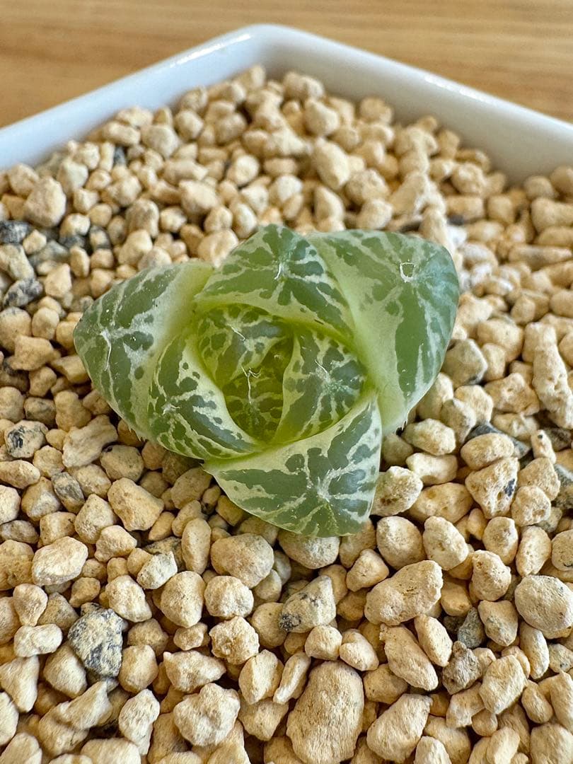 ハオルチア　白銀の露　カキ仔　未発根