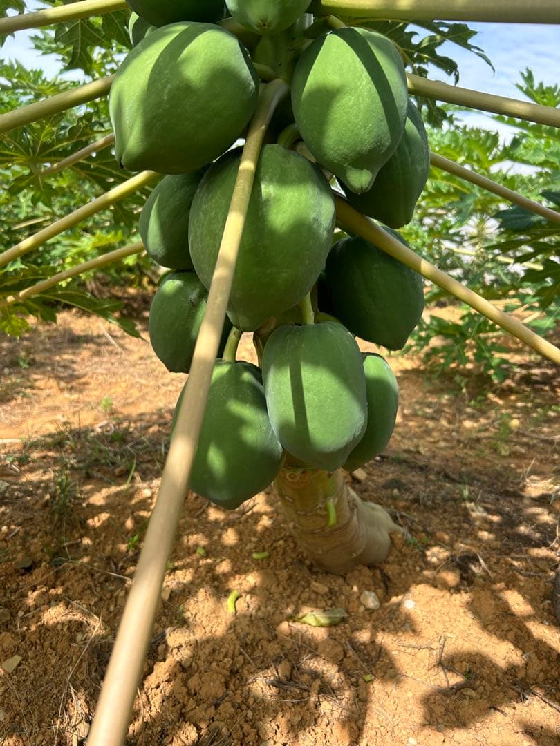 沖縄県産青パパイヤ23kg 沖縄県産青パパイヤ 5kg（約5～10玉） 【送料込】 | 沖縄アロエ