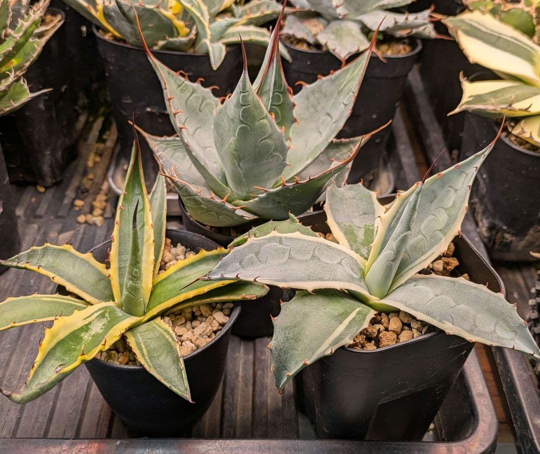 本日限り福袋】アガベ パラサナ インプレッショニスト　特選実生株セット