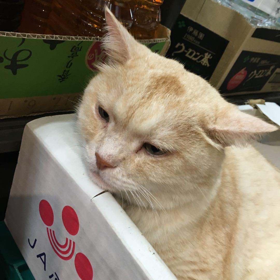 新品！オンリーミネラルBBクリーム　オークル