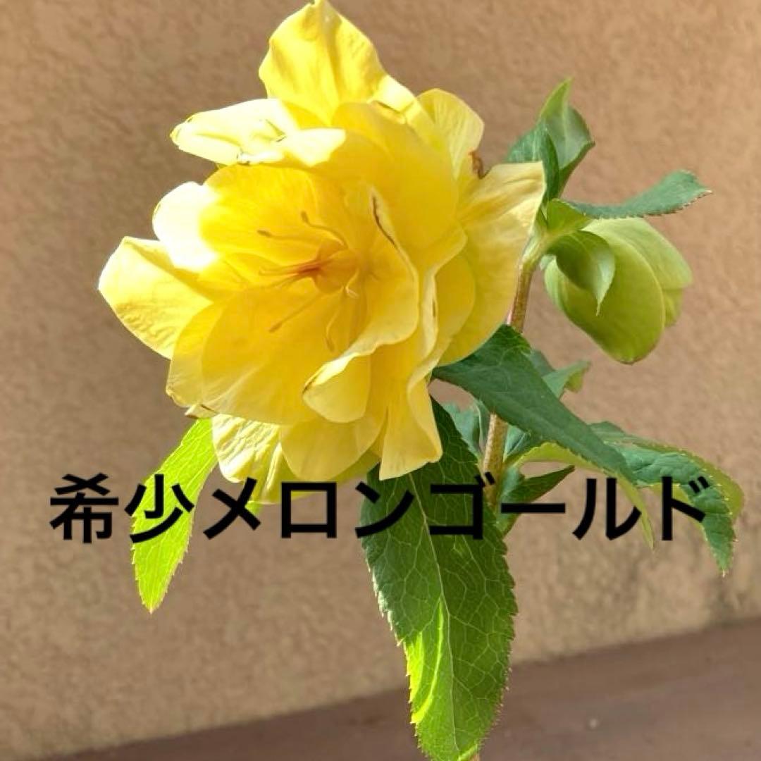 クリスマスローズ開花株 加藤農園　メロンゴールド