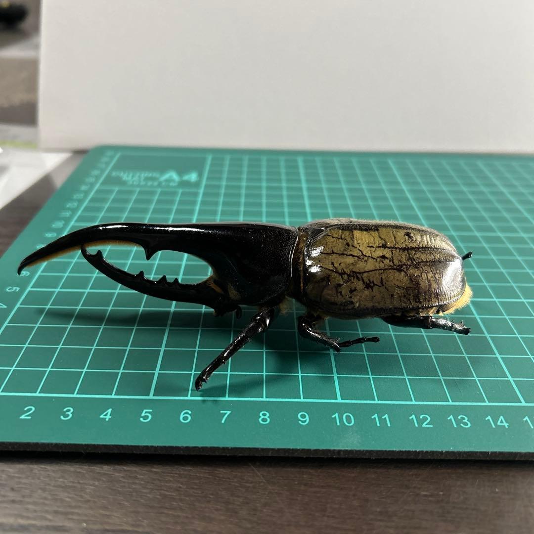 ヘラクレスオオカブト 標本（全長145mm）手先足先取れてます。 - メルカリ