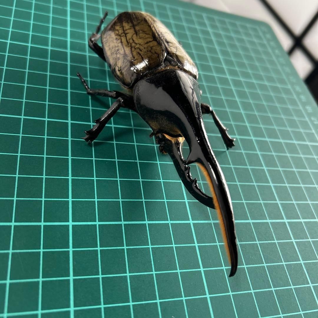 ヘラクレスオオカブト 標本（全長145mm）手先足先取れてます。 - メルカリ