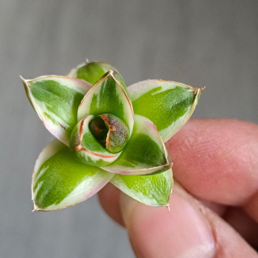 A271 多肉植物 アガベ ピンキー 王妃笹の雪A型 白覆輪斑 精選極上美