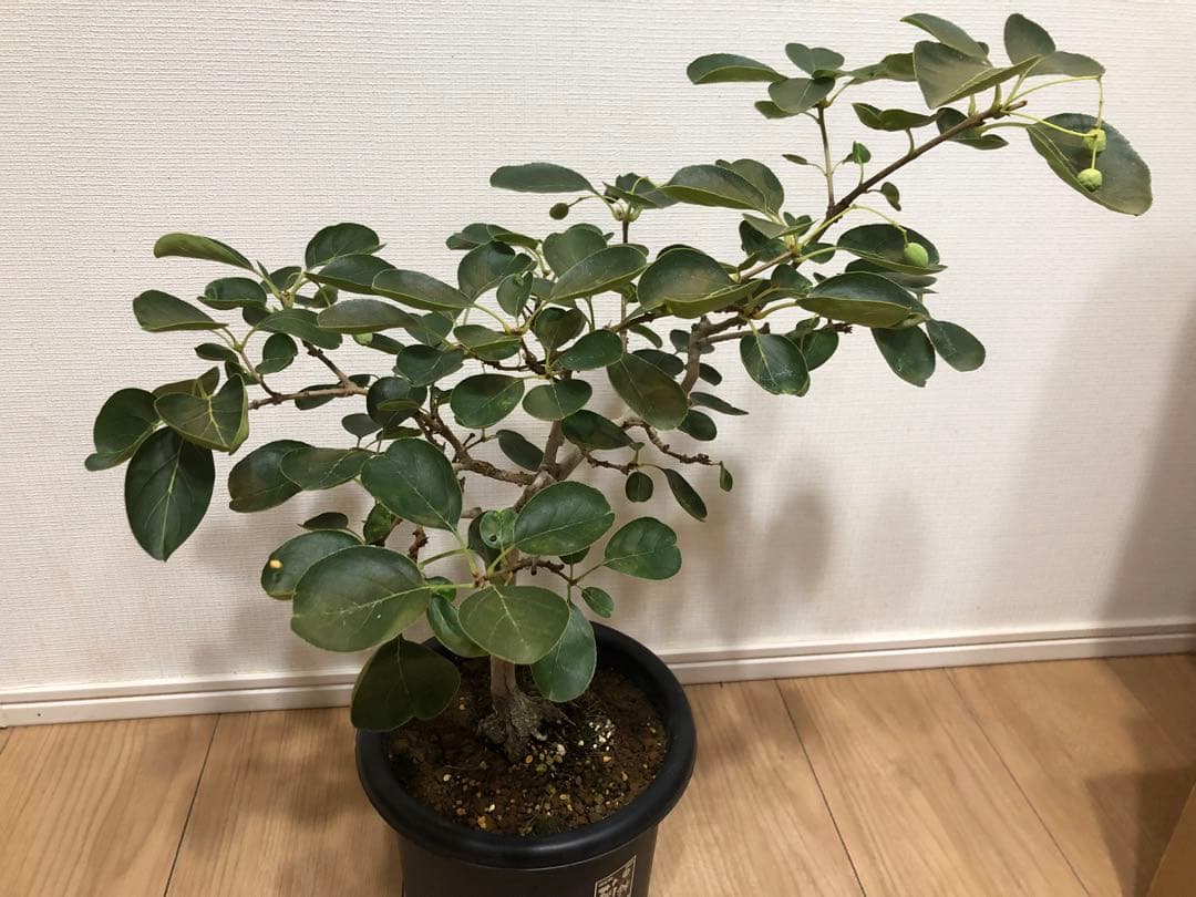 ナンジモンジャ ヒトツバタコ 盆栽 楽天市場】庭木・植木：アメリカヒトツバタコ（なんじゃもんじゃの木