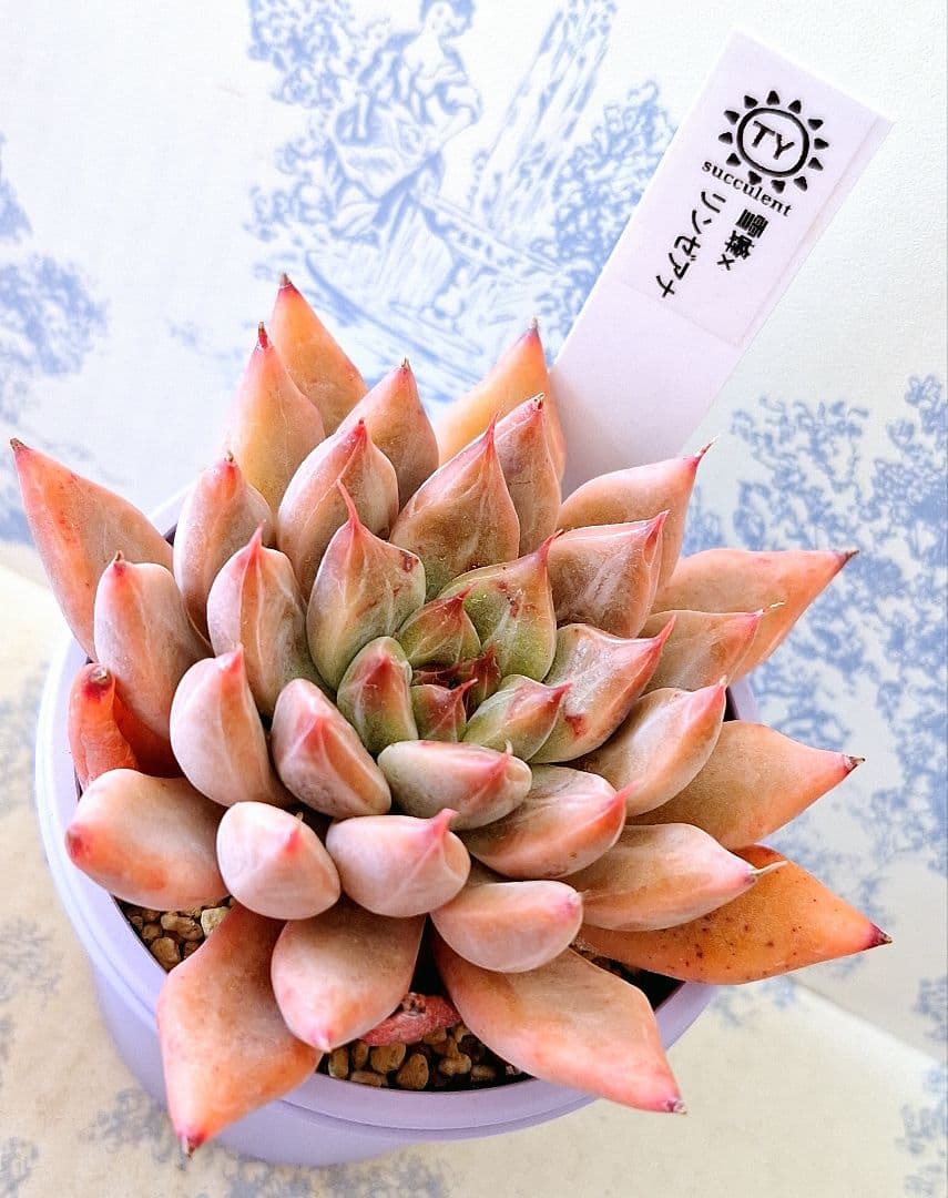 TYさん苗雪蜂×リンゼアナ他3点セット札付きポットごとメルカリ便バラ