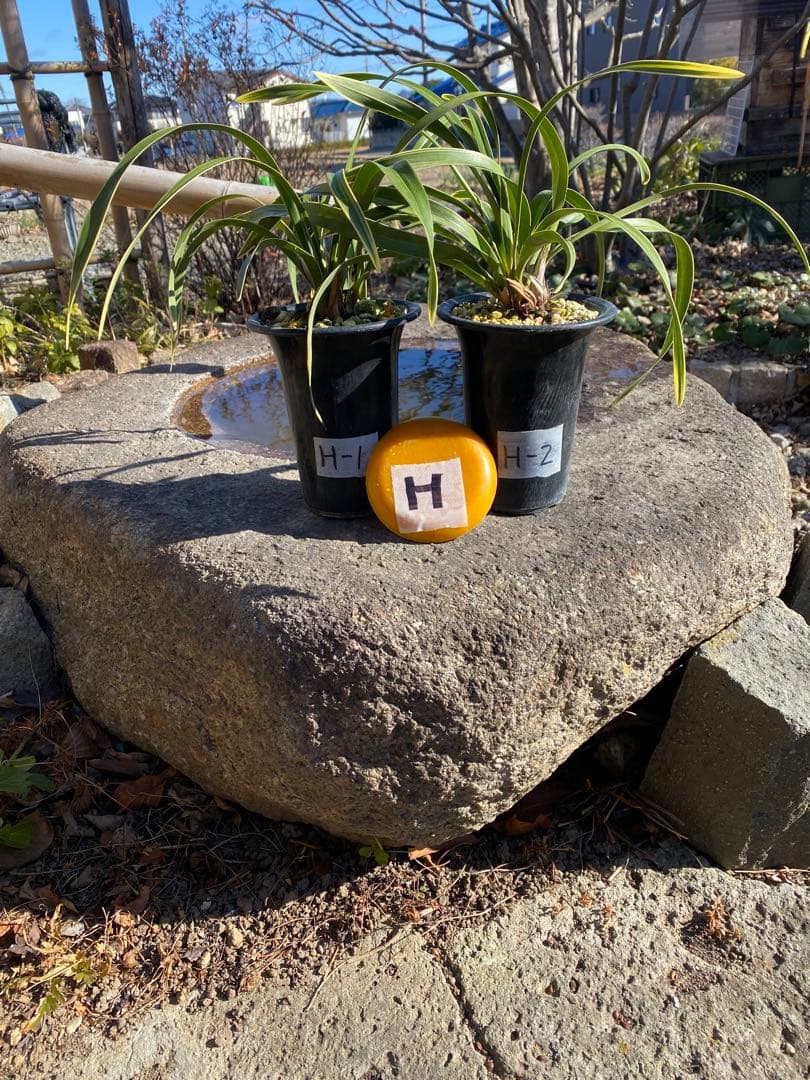 花芽付きキンリョウヘン 日本蜜蜂の蜜蝋サービス