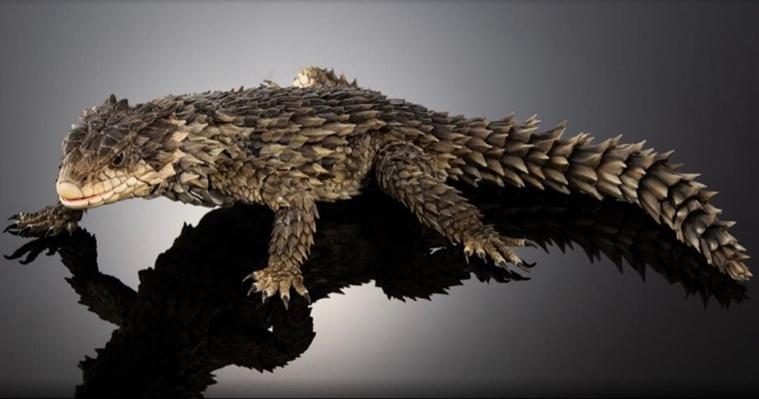 いきもの大図鑑アルティメット オオヨロイトカゲ 〈輸送箱未開封