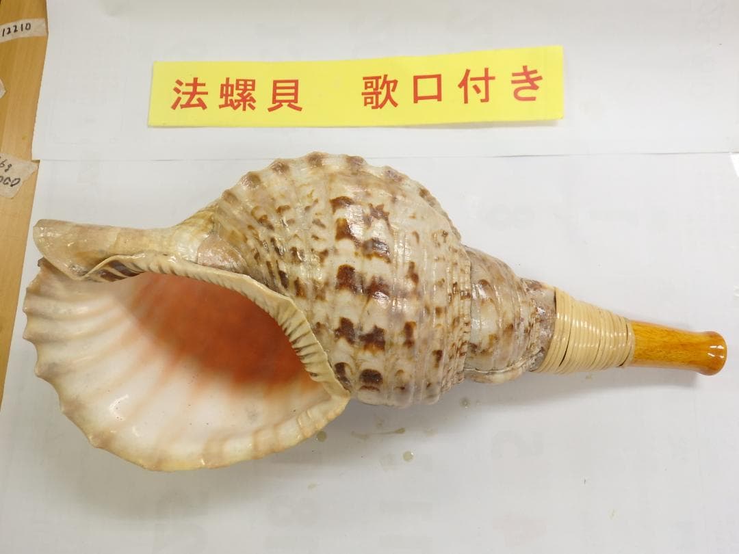 やま　法螺貝 約40㎝ 木製歌口,新品 MH-458