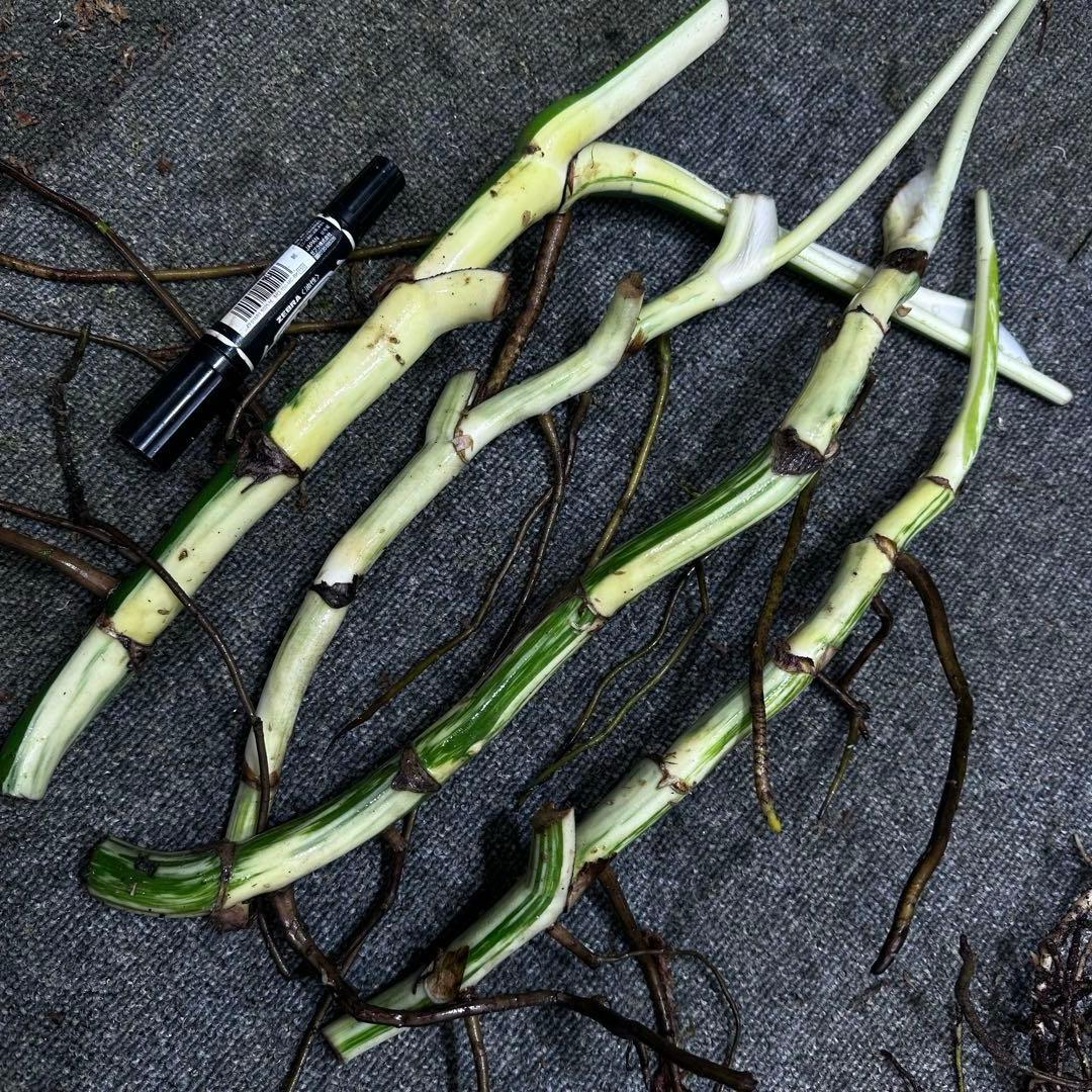 D*e様 斑入りモンステラホワイトタイガー大茎4株おまとめ