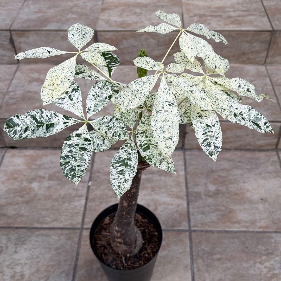 【大特価】パキラ　ミルキーウェイ　約5号鉢　No.004　鉢、送料込　メルカリ便