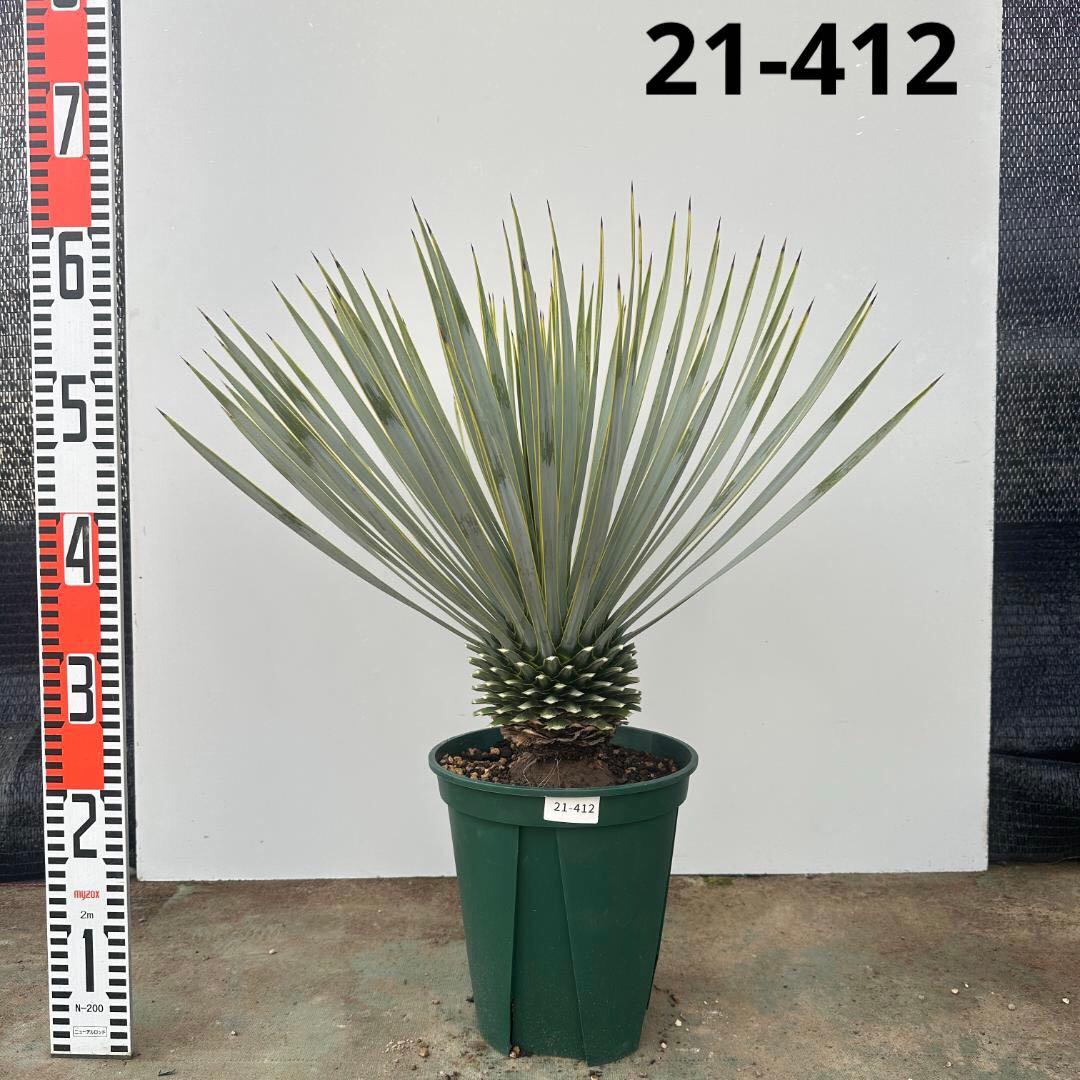 ユッカ　ロストラータ【21-412】美形　シルバーブルー