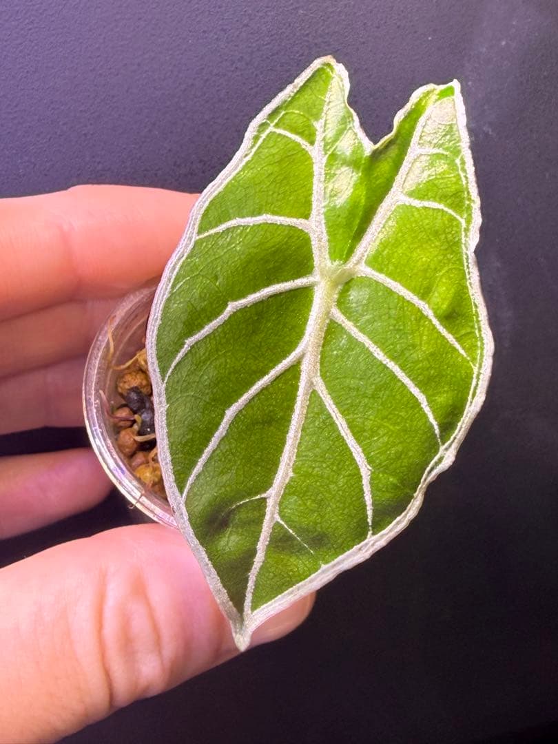 M*O様 アロカシア　ワトソニアナライトニング　（残り1） アロカシア ライトニング – Plants Navi