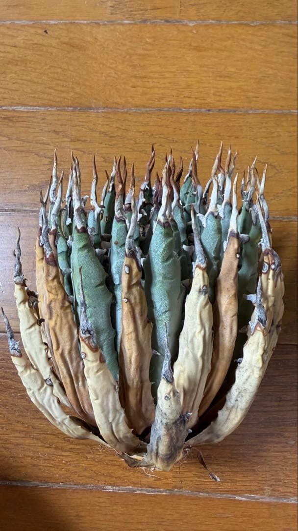 ユタエンシス エボリスピナ 現地株 ベアルート 陽炎 アガベ - メルカリ