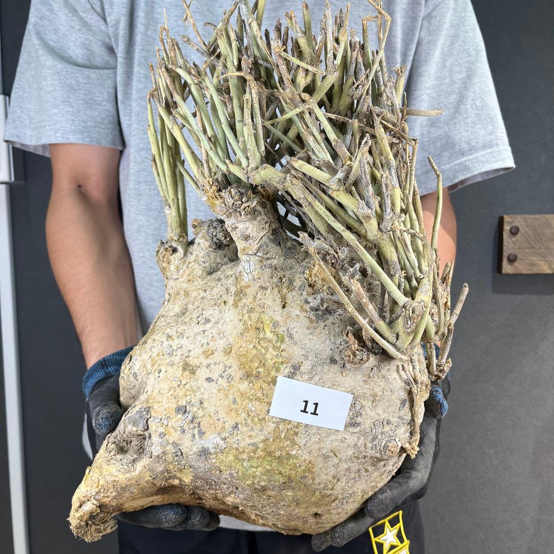 ぱ*ん様 11 激レア 超大株 アデニア ペチュエリー 現地球 鮮度抜群 WACK” ON YOUR SIDE】アデニア ペチュエリー 