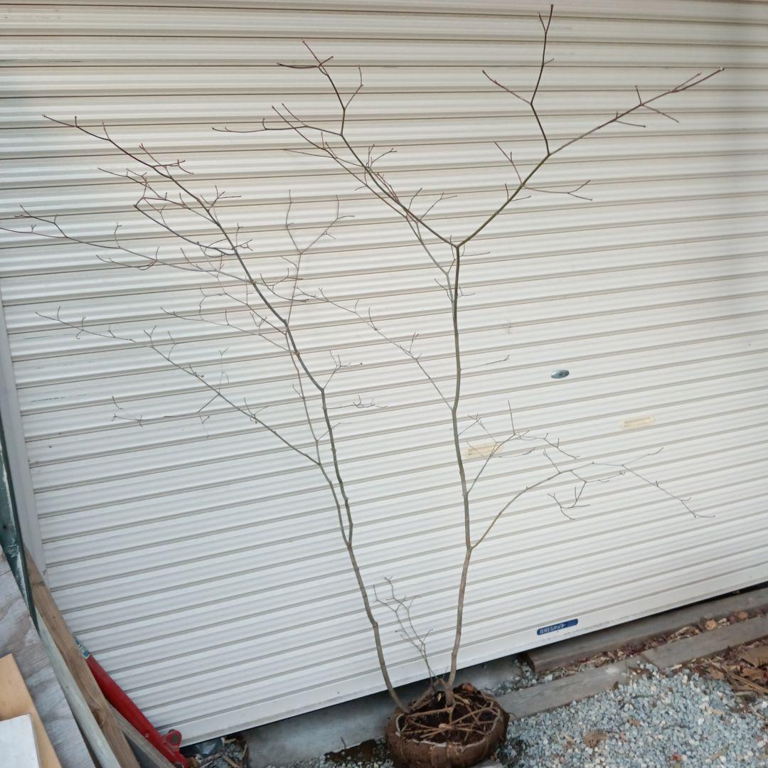 コハウチワカエデ　山採り