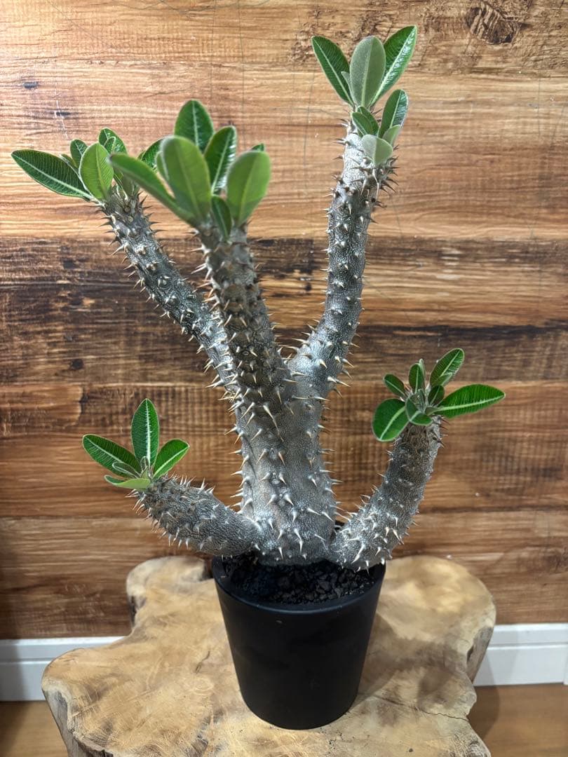 パキポディウム デンシフローラム 実生 大株 - メルカリ