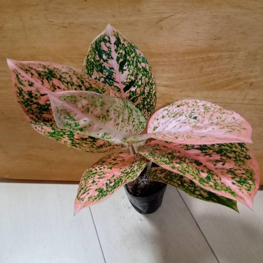 nyanchi　様　アグラオネマ　スターダスト　オレンジ　観葉植物