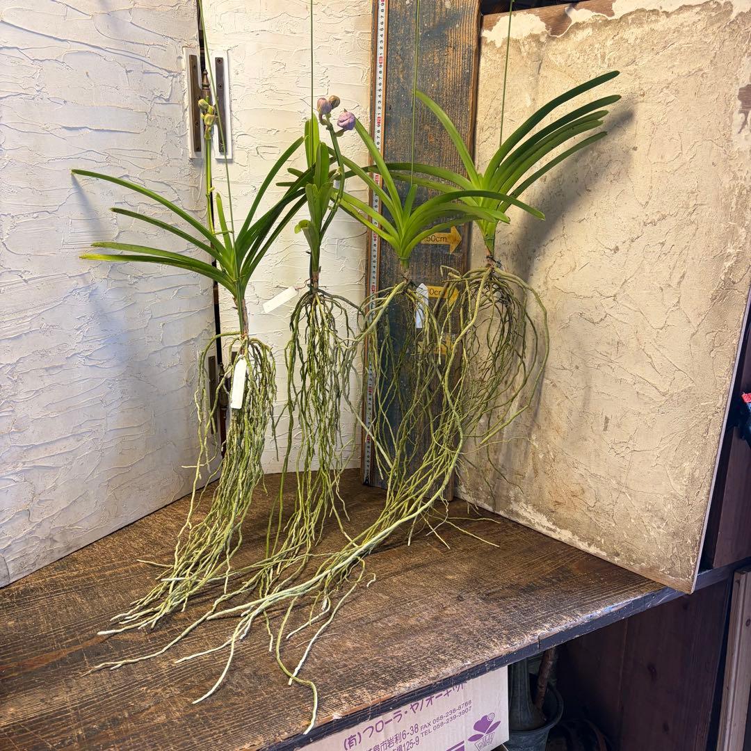 【特選】　洋蘭　バンダ　2種4株　ハンギング 楽天市場】エアプランツ 香りの新品種 洋ランの苗『風蘭系交配種