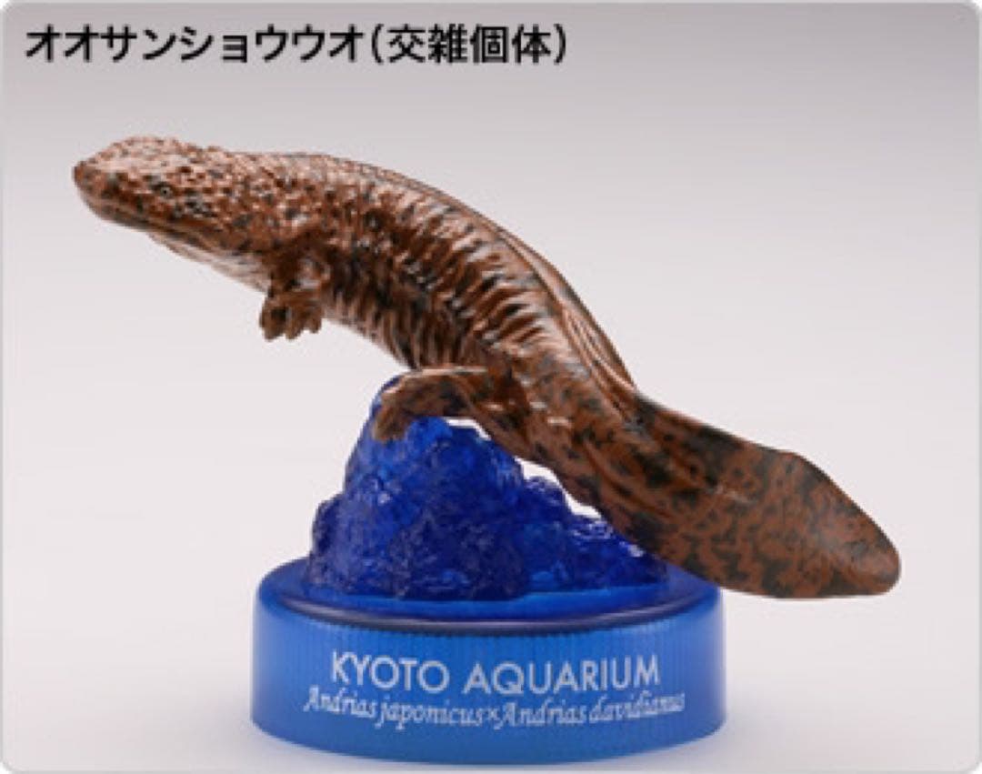海洋堂 京都水族館 オオサンショウウオ 交雑 - メルカリ