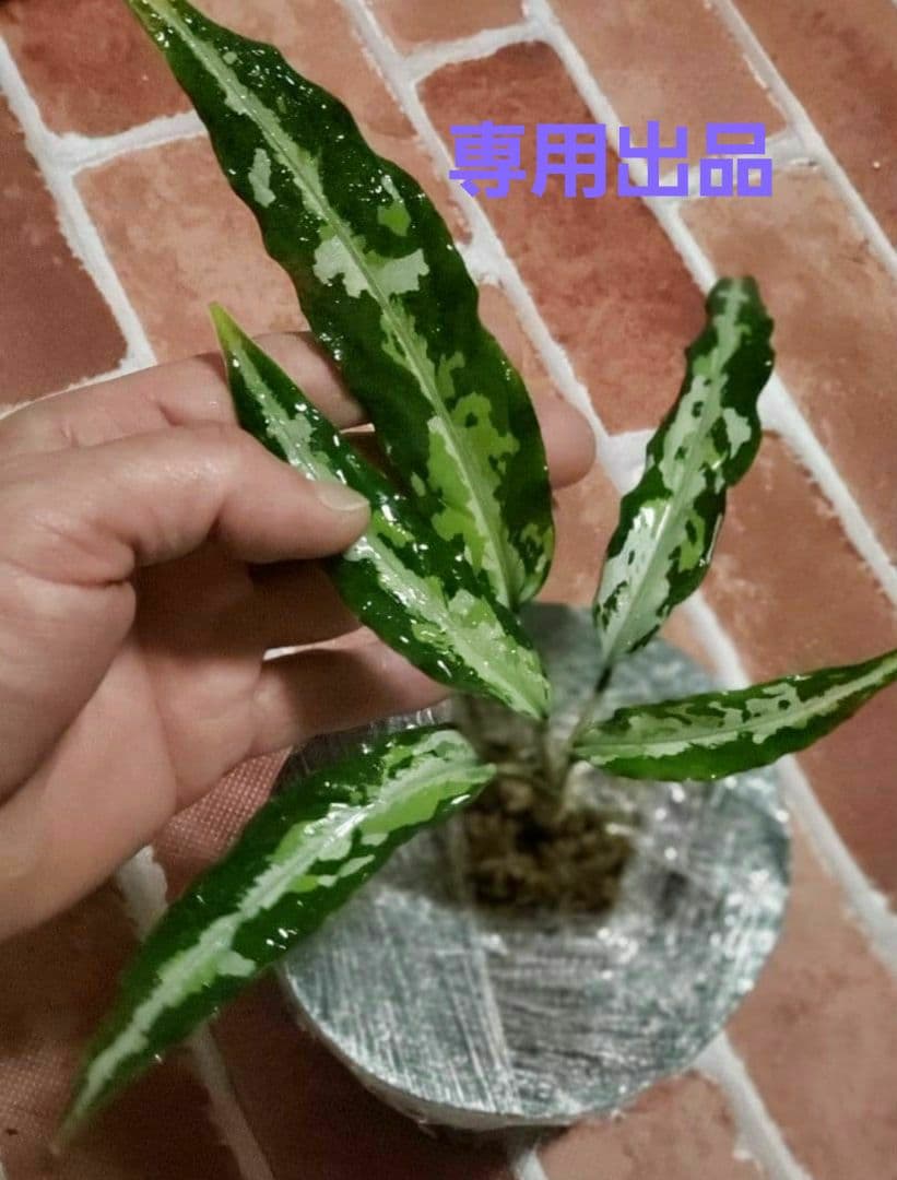 その他観葉植物 Aglaonema pictum Aglaonema pictum 