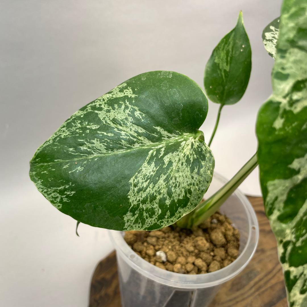 ワ*ャ様 lsw679品種保証！Bulbasaurモンステラ・フシギダネ 斑入り