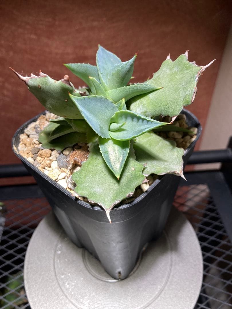 ピロちゃん　アガベhyb 姫蠍蟹　※子株　※2株のお値段