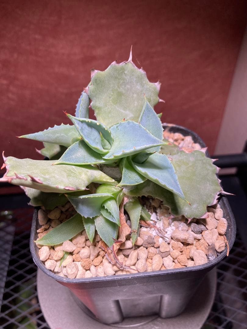 ピロちゃん　アガベhyb 姫蠍蟹　※子株　※2株のお値段