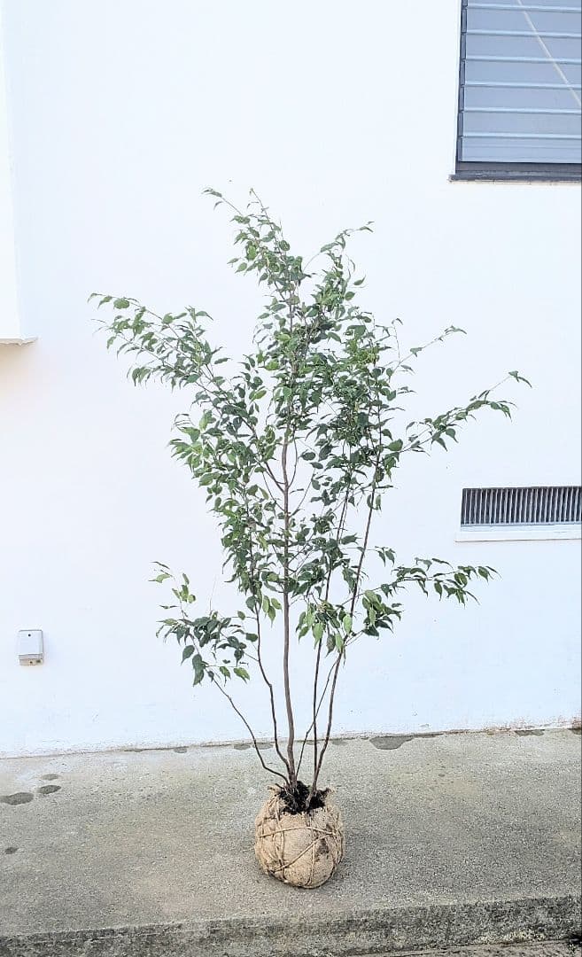 山採りハイノキ株。