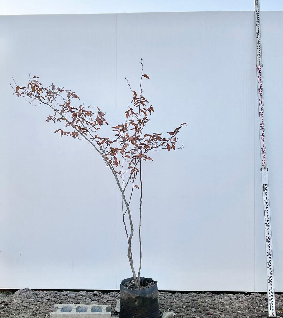 やよっぴさん専用　ヤマコウバシ/ 964