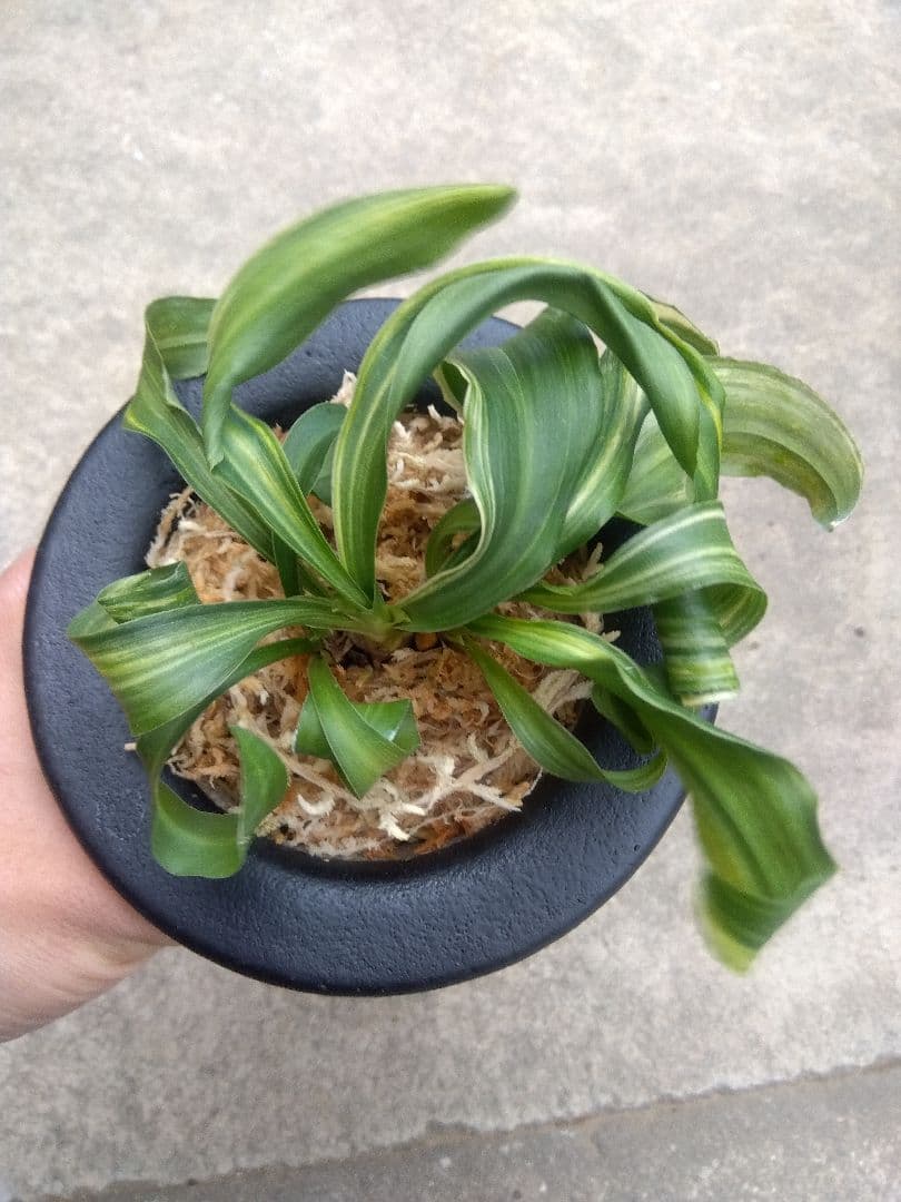 pao.様専用 万年青 おもと 獅子 縞斑 4号陶器鉢つき 3株群生❗ ら