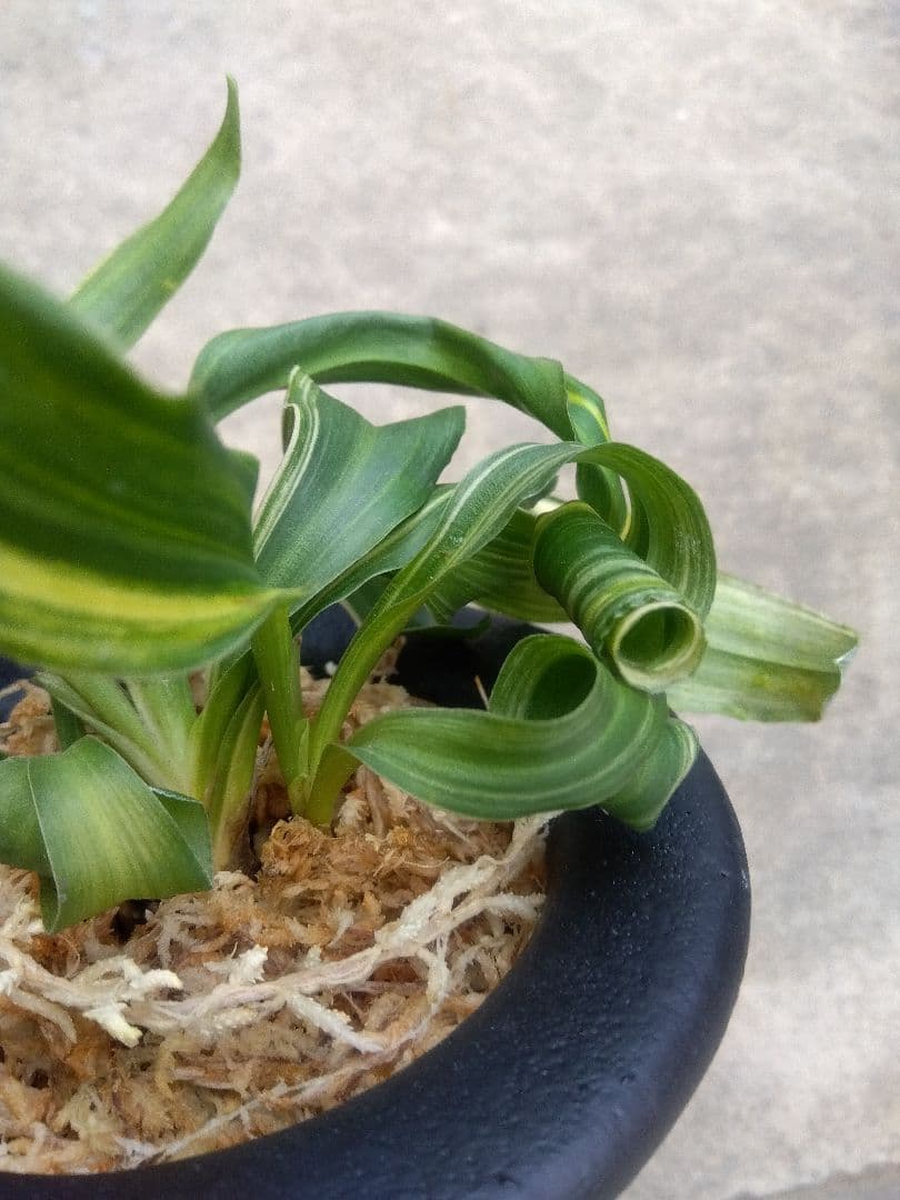 pao.様専用 万年青 おもと 獅子 縞斑 4号陶器鉢つき 3株群生❗ ら