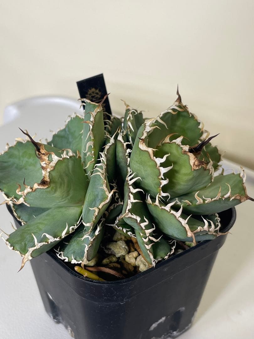 アガベ チタノタ フィリグリー ダブルヘッド 双頭 子株2株付き - メルカリ