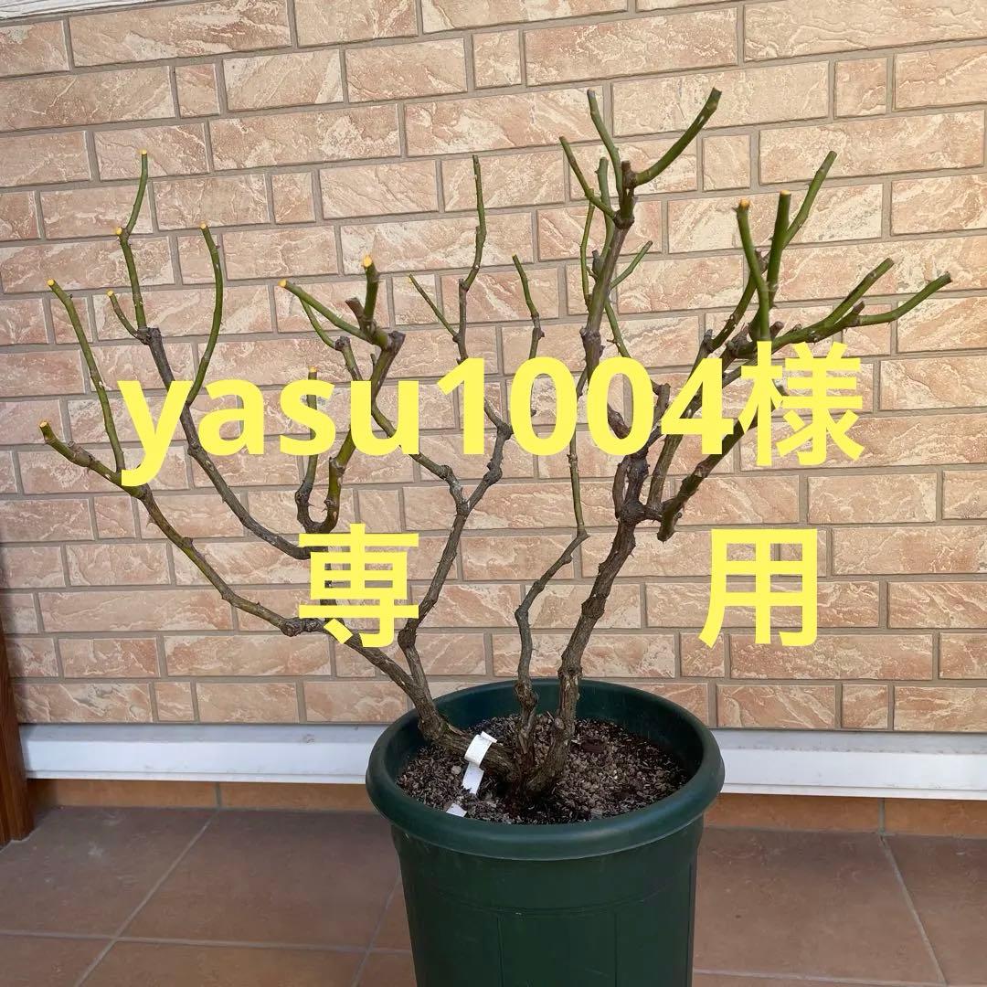 【ロアルドダール】　イングリッシュローズ　苗