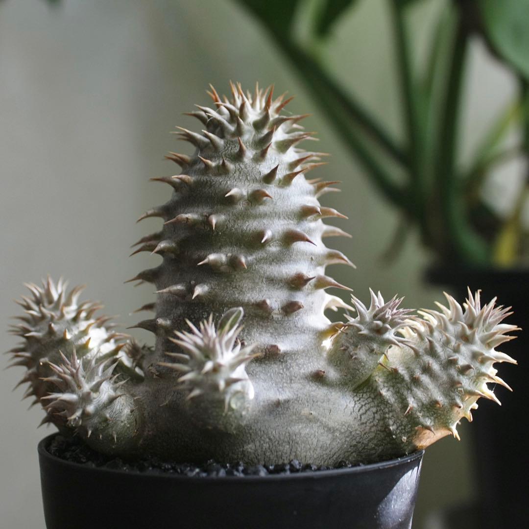 パキポディウム ブレビカリックス実生4年目 セラアート3寸ロング鉢