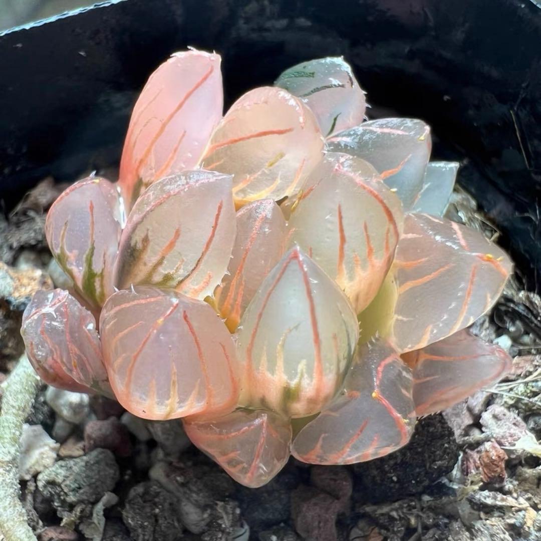 O*Z様 多肉植物 ハオルチア 赤姫オブツーサ錦 鮮明錦 糊斑 - メルカリ