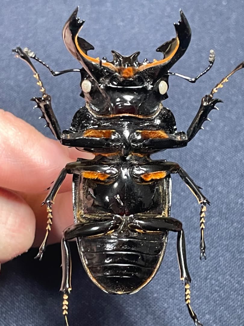 タランドゥスオオツヤ クワガタ 標本 ホワイトアイ 68mm - メルカリ