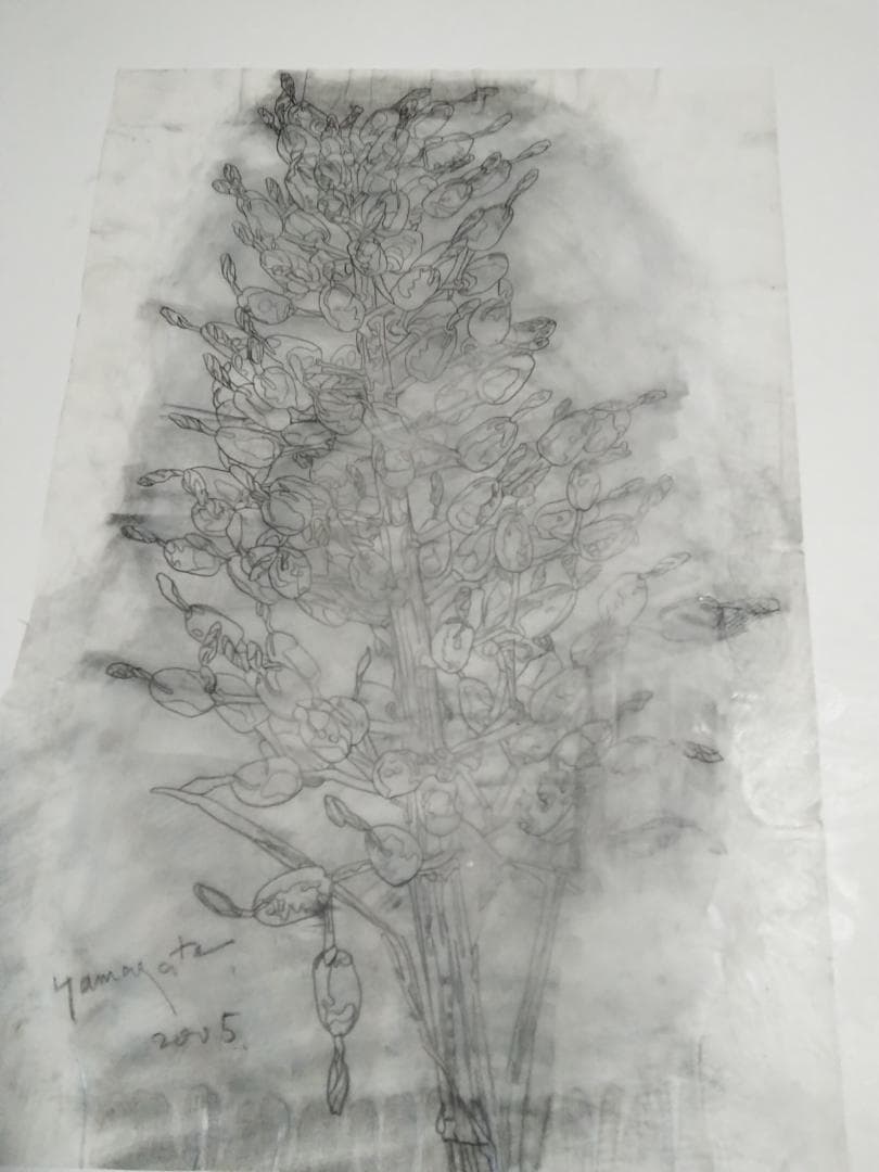 ヒロ・ヤマガタ植物直筆真作鉛筆木炭画ドローイング巨匠証明書あり額