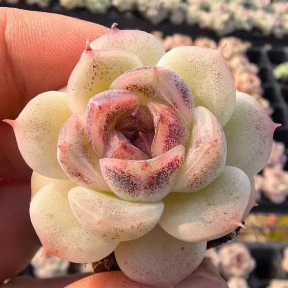 Top【選抜株】　多肉植物 23472ウェルス 105個　プラグトレー苗 backend=imagemagick;version=1;